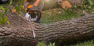 Best Lawn Disease Treatment  in Rockville Centre, NY