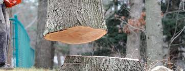 Best Storm Damage Tree Cleanup  in Rockville Centre, NY