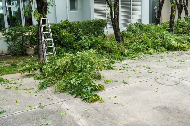 Organic Lawn Care Solutions in Rockville Centre, NY